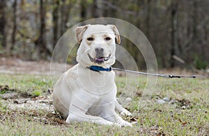 Yellow Lab Chinese Shar Pei mixed breed dog