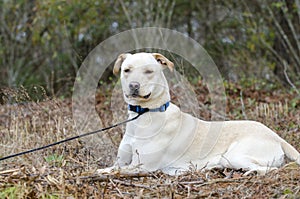 Yellow Lab Chinese Shar Pei mixed breed dog