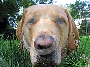 Yellow Lab Close-Up