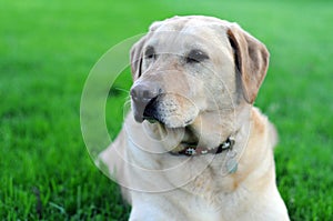 Yellow Lab Dog On Grass