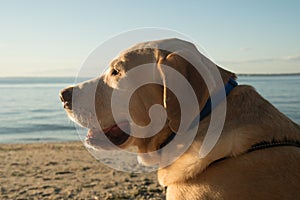 Yellow Lab enjoys the sunset at the beach