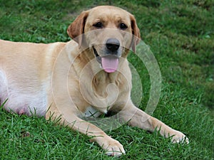 Yellow lab on the lawn