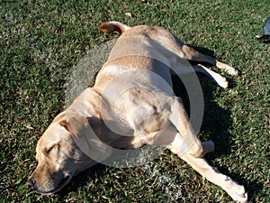 Yellow Lab laying on grass