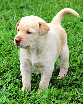 Yellow Lab Mix Puppy