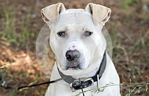 Yellow Lab Pitbull mixed breed dog outside on collar and leash