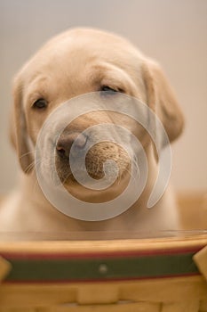 Yellow Lab Pup