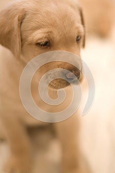 Yellow Lab Pup