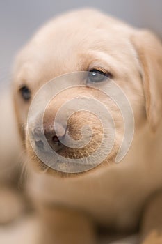 Yellow Lab Pup