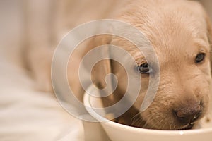 Yellow Lab Pup Eating