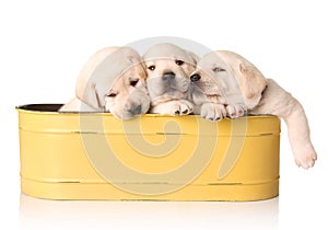 Yellow lab puppies