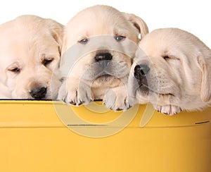 Yellow lab puppies