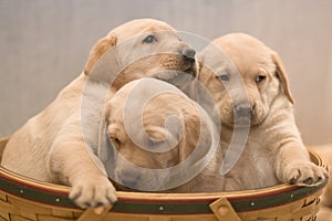 Yellow Lab Puppies