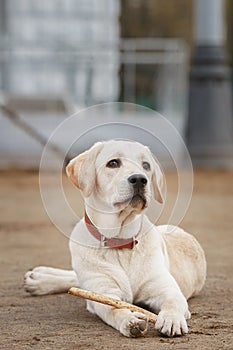 yellow lab puppy chewing stick outdoors