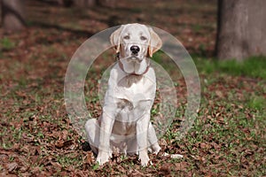 yellow lab puppy chewing stick outdoors