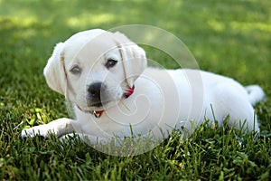 Yellow Lab Puppy Outdoors in the Grass