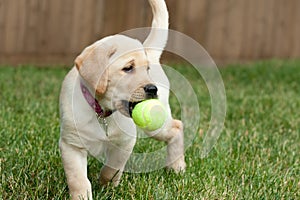 Yellow Lab Puppy Playing