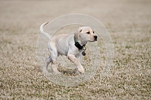 Yellow Lab Puppy Walks Cautiously