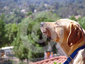 Yellow Lab Sniffing photo