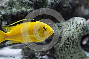 Yellow Labidochromis African Cichlid