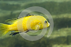 Yellow Labidochromis caeruleus fish one