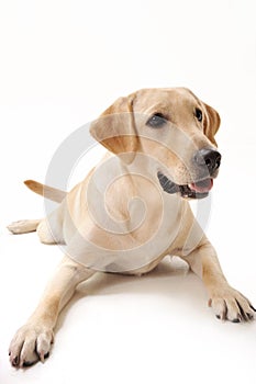 Yellow Labrador