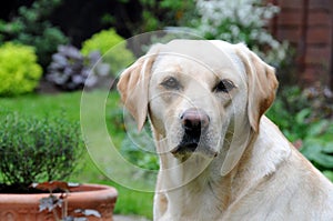Yellow labrador