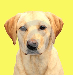 Yellow labrador