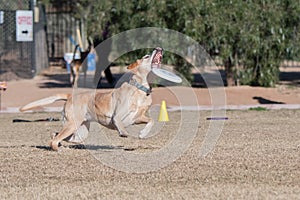 Yellow Labrador catching a disc during toss and fetch