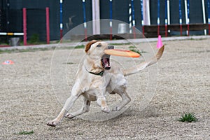 Yellow Labrador catching a disc during toss and fetch