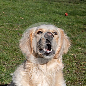 Yellow labrador cathing a treat while outdoors