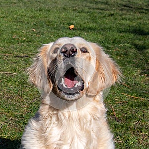 Yellow labrador cathing a treat while outdoors