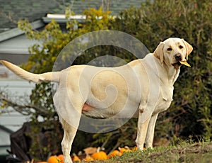 Yellow Labrador Dog 2