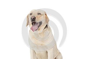 Yellow labrador dog