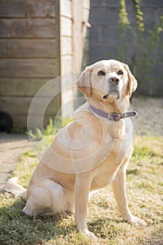 Yellow Labrador Dog