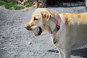 Yellow Labrador Dog