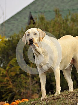 Yellow Labrador Dog