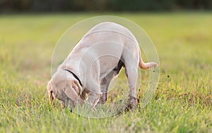 Yellow Labrador dog dig a hole in the park
