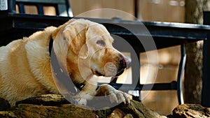 A yellow labrador dog laying on some rocks