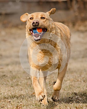 Yellow Labrador Dog Playing Fetch