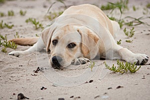 Yellow labrador dog on the send