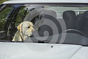 A yellow Labrador dog sits in a hot car in Finland.