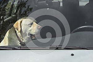 A yellow Labrador dog sits in a hot car in Finland.