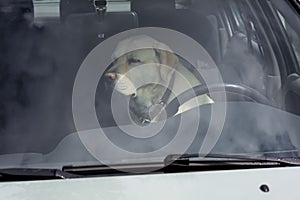A yellow Labrador dog sits in a hot car in Finland.