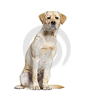 Yellow Labrador dog sitting, isolated on white