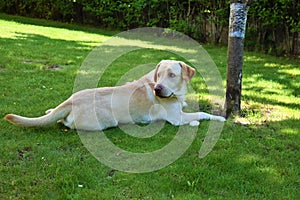 Yellow Labrador dog in the spring garden
