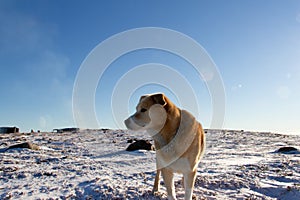 A yellow Labrador dog standing on snow in a cold arctic landscape
