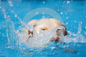 Yellow Labrador dog swimming and splashing in clear blue water.