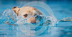 Yellow Labrador dog swimming and splashing in clear blue water.