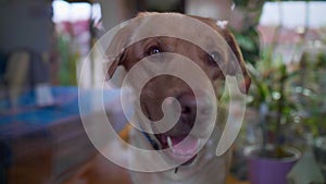 Yellow Labrador dog waiting by window for his owner