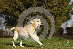 Yellow Labrador fetching stick in park on sunny day